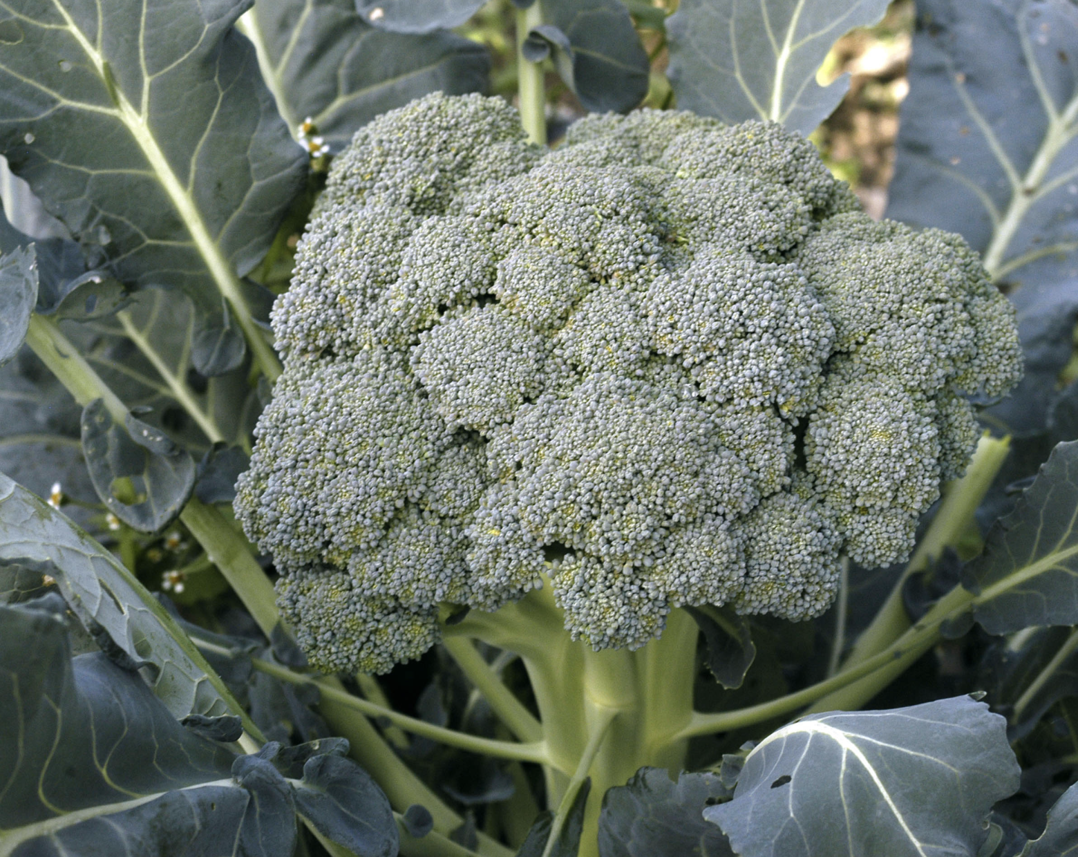 Waltham 29 Broccoli